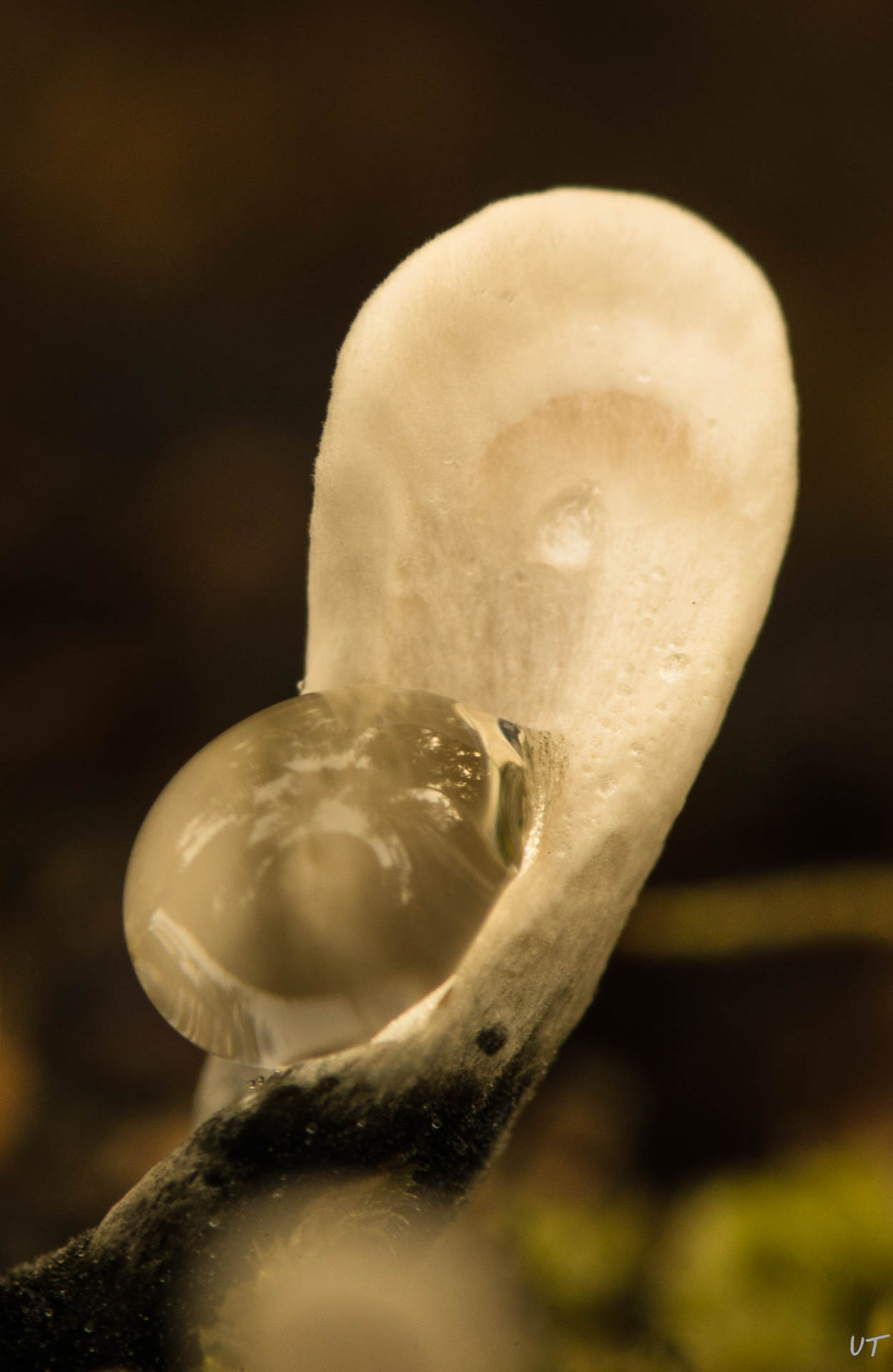 Geweihförmige Holzkeule