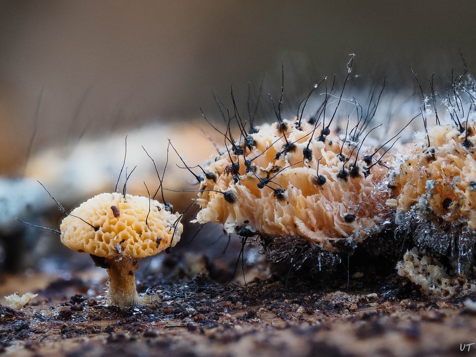 Ophiostoma Polycoricola