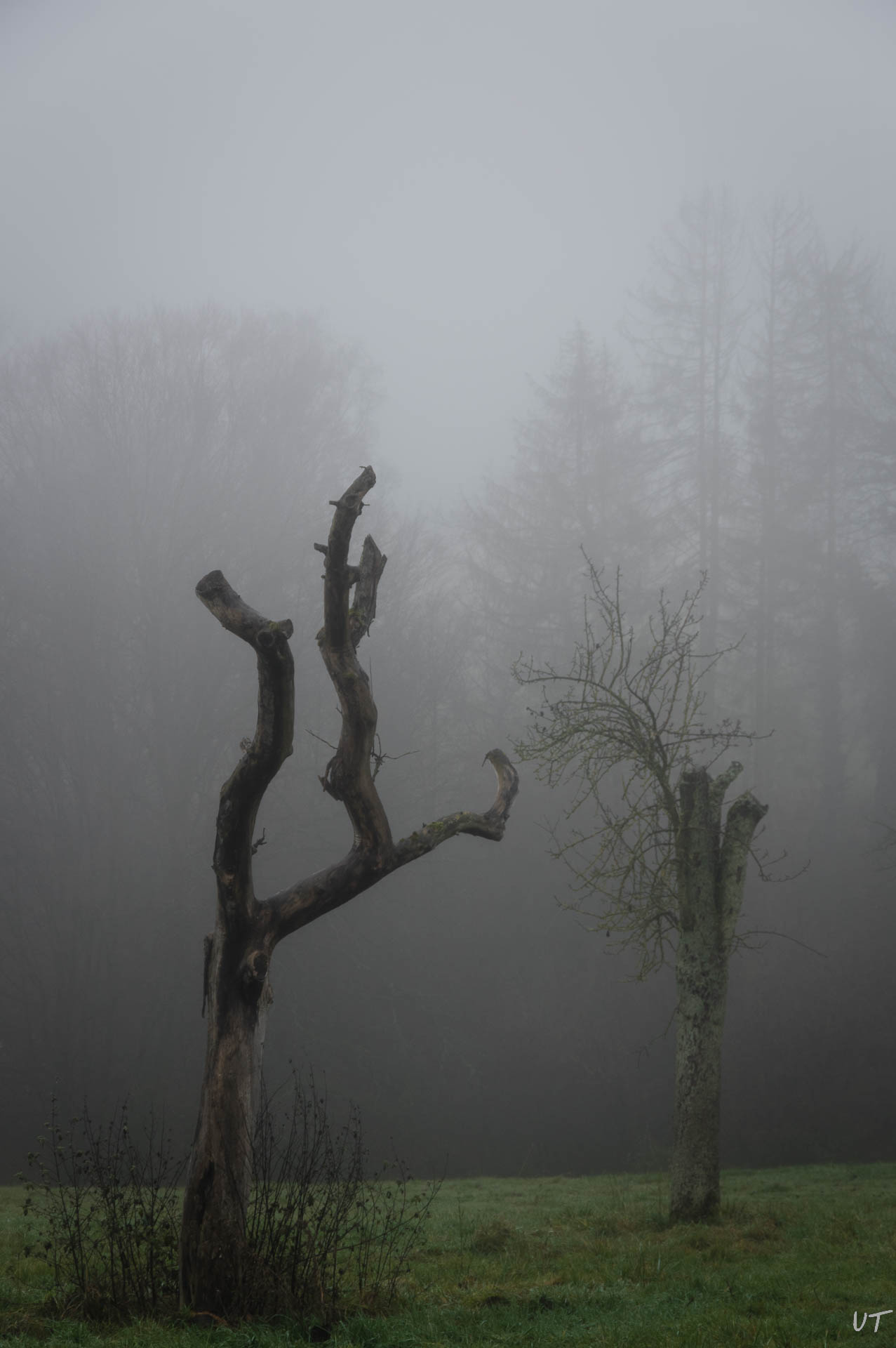 Nebel bei Happerschoss