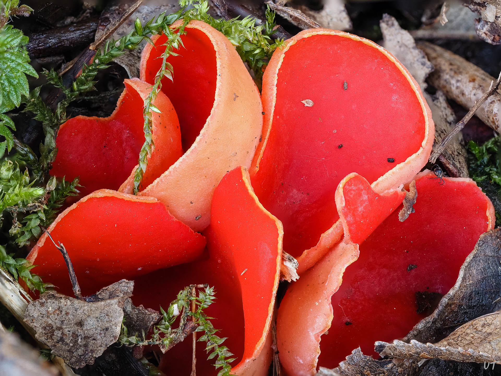 Scharlachroter Kelchbecherling