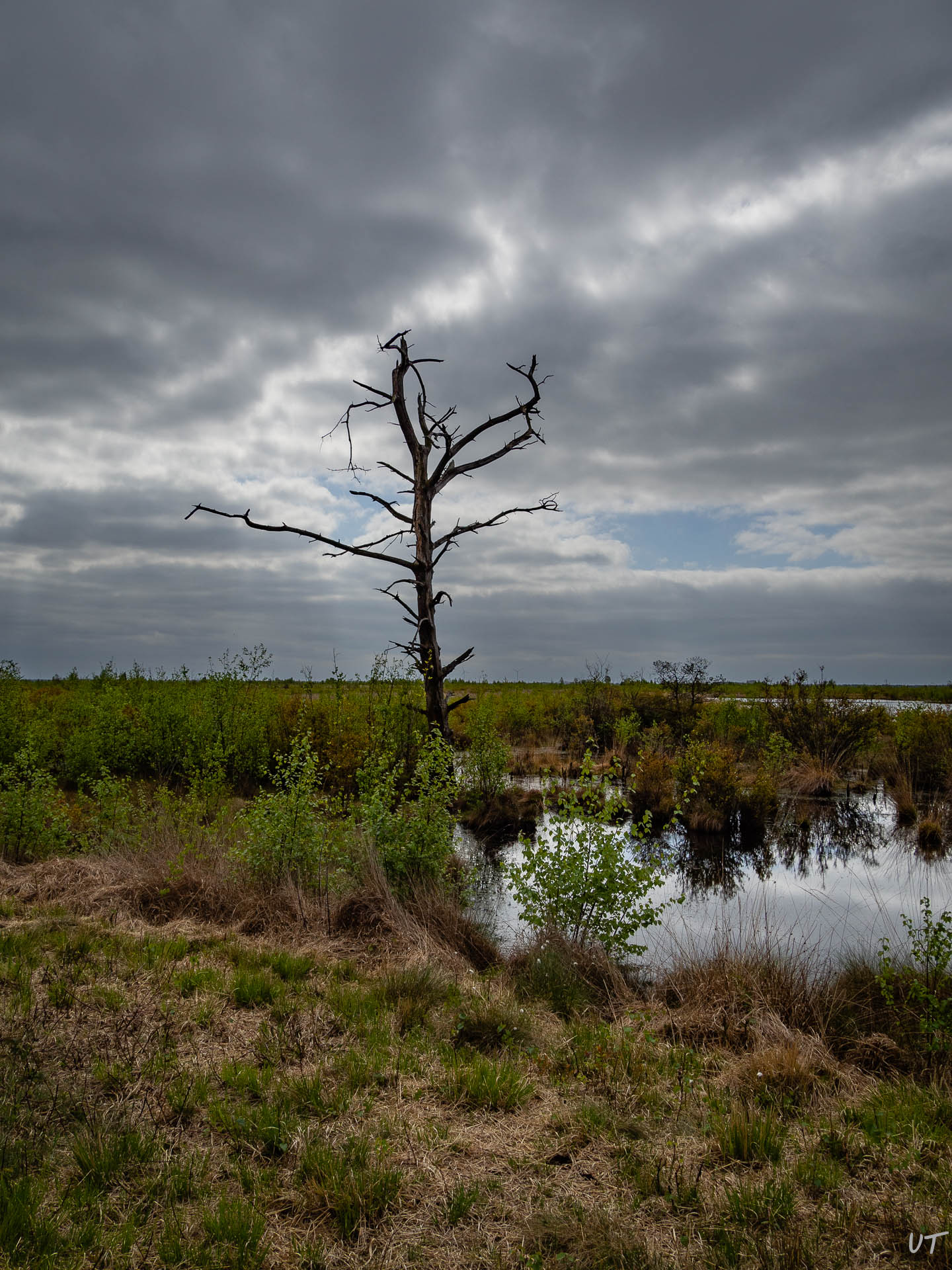 Baum im Moor